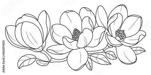 A black and white line drawing of three magnolia flowers and leaves in a horizontal arrangement