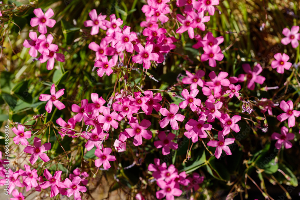 Close-up of Pink Wood Sorrel Flowers and Green Leaves Close-up of Pink Wood Sorrel Flowers and Green Leaves