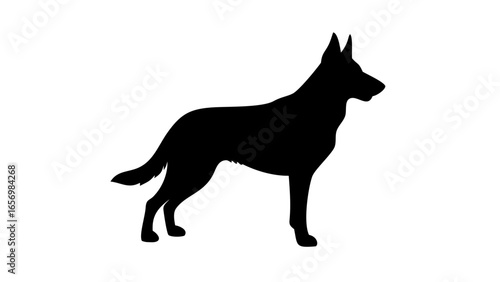 Silhouette of a german shepherd dog standing with its head turned to the right side on a white background