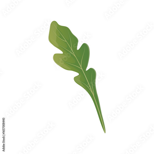 Botanical vector illustration of arugula in flat detailed style. Isolated rocket salad leaf for food menu, advertisement designs 