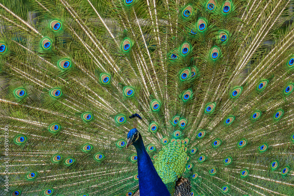 Obraz premium A male peacock (Pavo cristatus) proudly fans out its iridescent tail feathers in a dazzling courtship display. Vivid blues and greens form a mesmerizing natural spectacle.