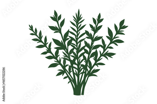 Green leafy plant with multiple branches against a white background