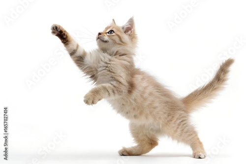 Wallpaper Mural Adorable fluffy ginger kitten playfully reaching up with its paw against a clean white background Torontodigital.ca