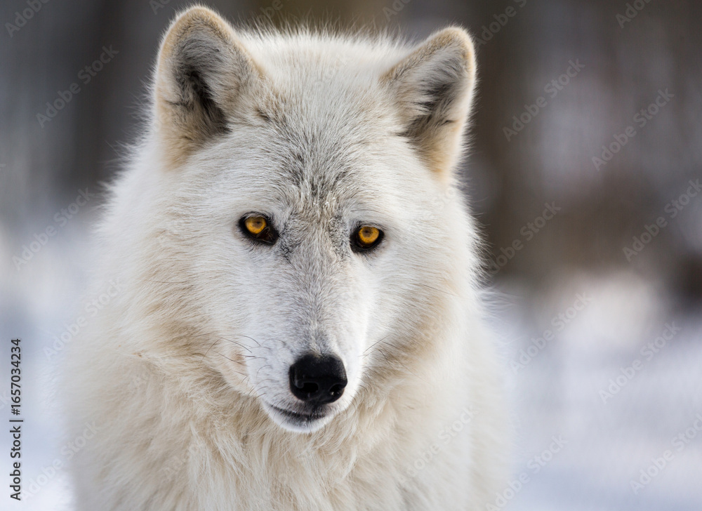 Obraz premium Arctic Wolf Staring Intently in a Winter Landscape
