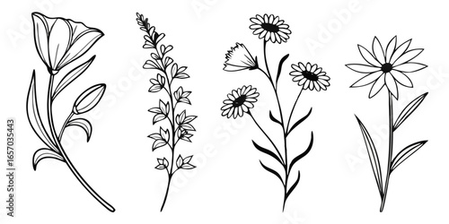 wildflower botanical sketches and field flower line art collection isolated on white background.
