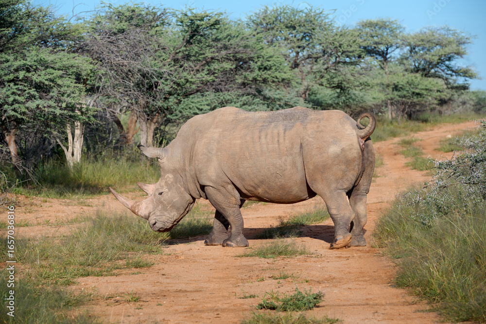 Fototapeta premium RHINO IN THE SAVANNA
