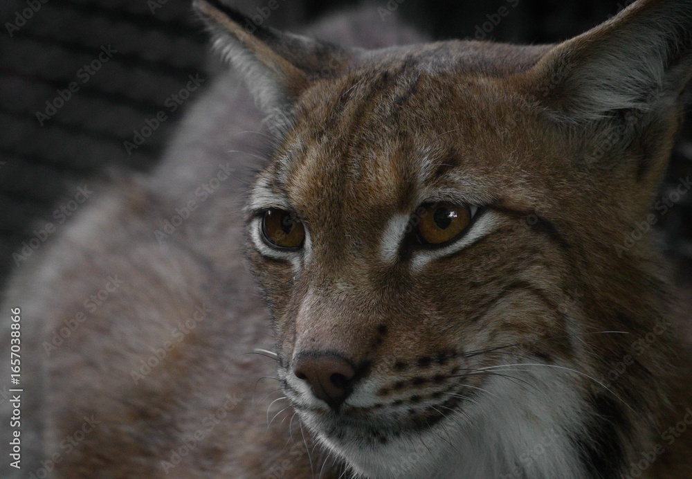 Fototapeta premium portrait of a lynx
