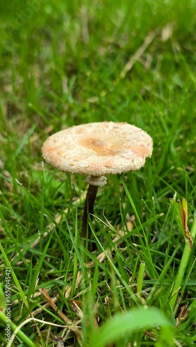 mushroom in the grass