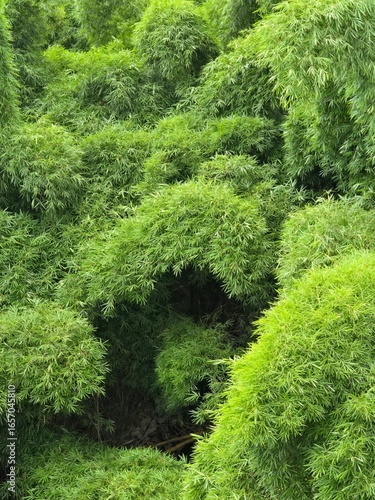 green bamboo 