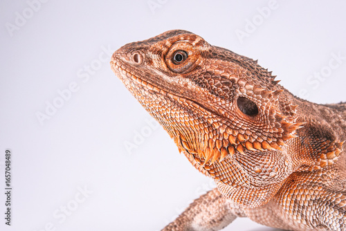 Bearded dragon
