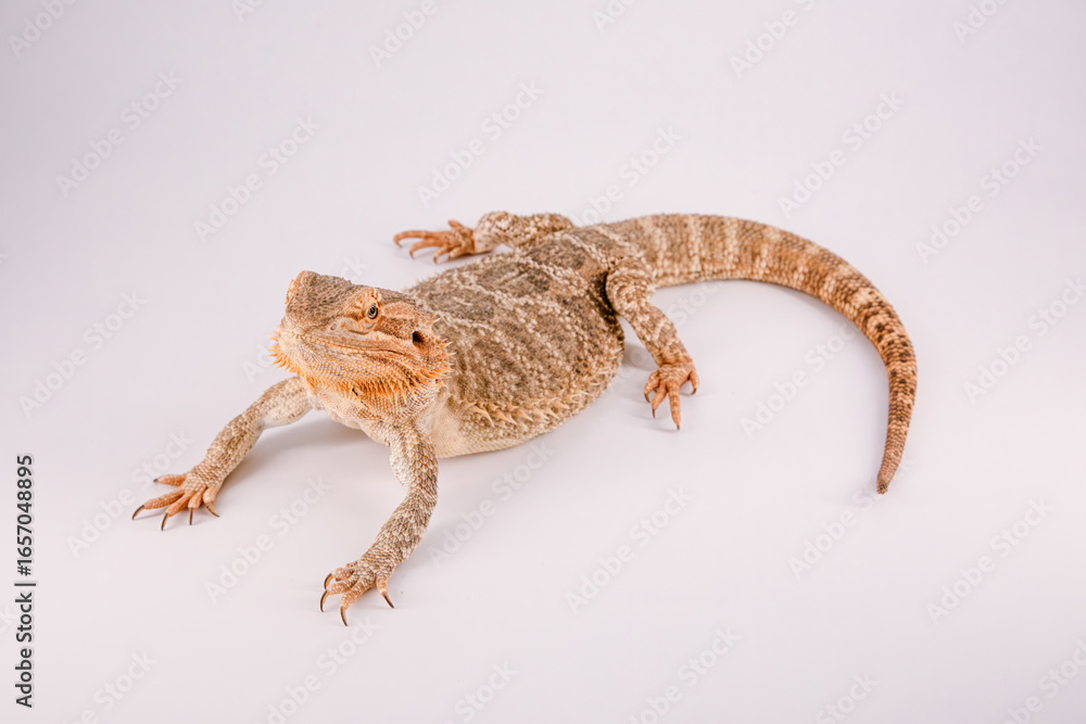 Naklejka premium Bearded dragon