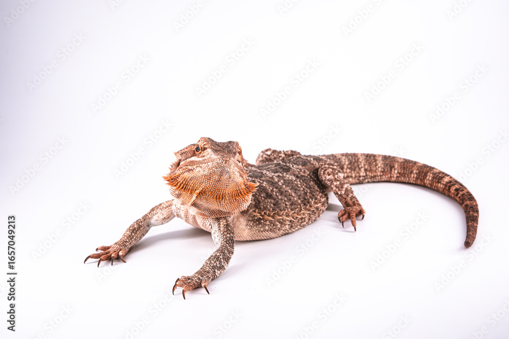 Fototapeta premium Bearded dragon