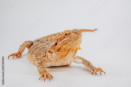 Bearded dragon