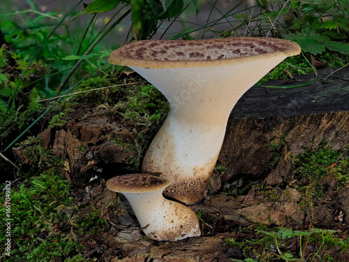 A side on view of a pair of young Dryads Saddle Mushrooms, Cerioporus squamosus on a decaying tree stump with Moss.