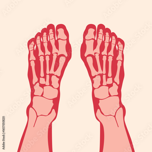 Classic x-ray vector of human feet.eps