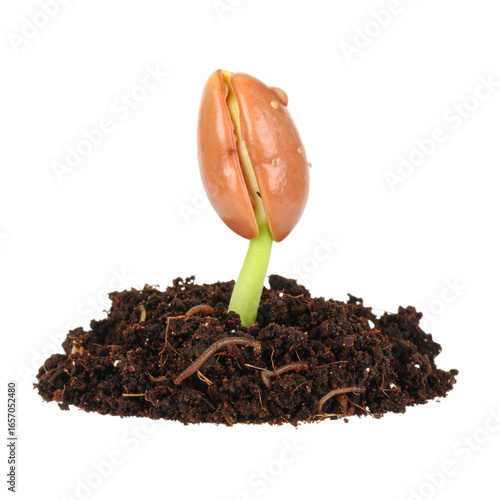 Close-up of a seed germinating in soil, showing the early stage of plant growth and new life, on a white background.