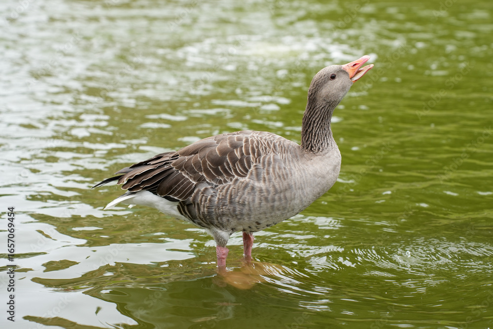 Obraz premium A greylag goose swimming peacefully in the calm water of a lake in Copenhagen, Denmark.