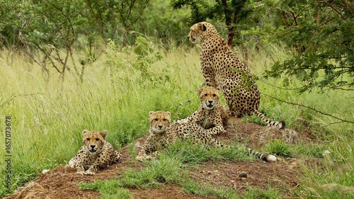 Photography Family of leopards resting in tall grass of the African savanna, close-up of spo