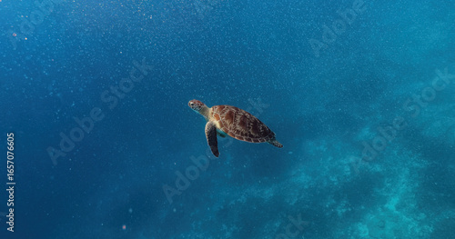 Cinematic Turtle slowly swimming relaxed empty clear blue ocean relaxing minimalist swim from coral to open sea with sun rays. bali indonesia gili islands underwater snorkel snorkelling marine life
