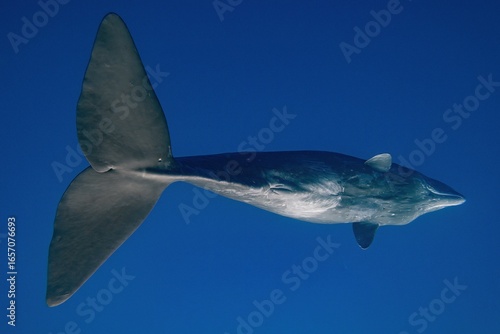 Underwater footage showing adult female sperm whale, full body picture. Concept of natural habitat wildlife marine mammmal animals of Mayritius. Underwater shot full body whale.