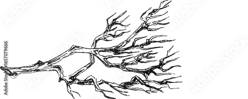 Vintage drawing of leafless tree branch. Black and white sketch of a bare tree branch with spreading twigs, hand drawn in ink with detailed lines and natural texture