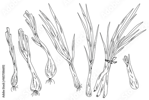 Black and White Green Onion Vector Set, Minimalistic Line Drawings of Fresh Scallions