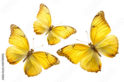 Three yellow butterflies flying with wings spread, isolated on transparent background