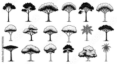 Collection of tropical tree silhouettes, vector illustration for design projects, SVG