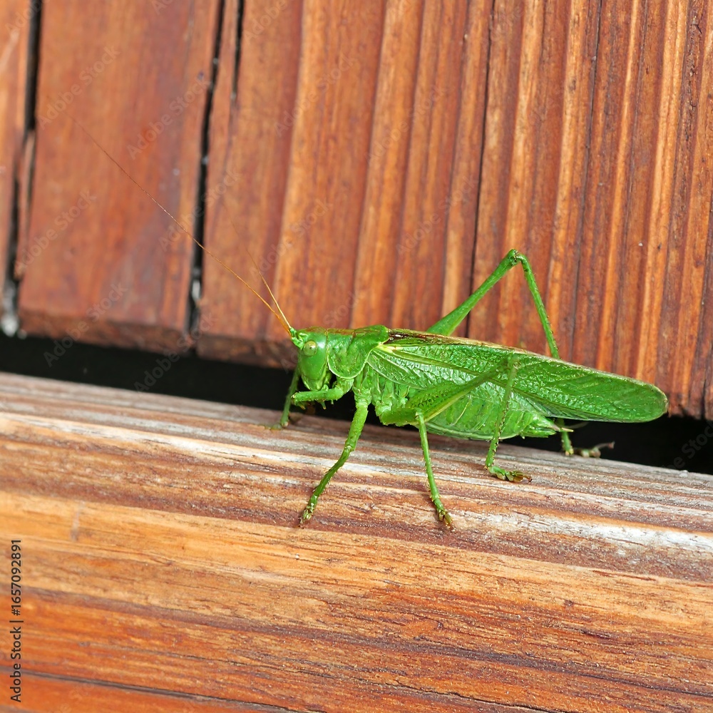 Fototapeta premium Green grasshopper on wooden shutter