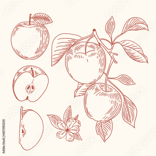 Set of original hand-drawn illustrations of minimalist apples for posters, cards, and graphic design.