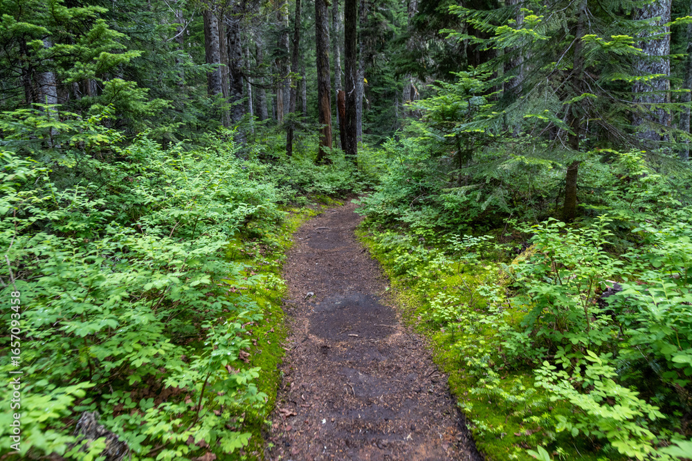 Obraz premium path in the forest