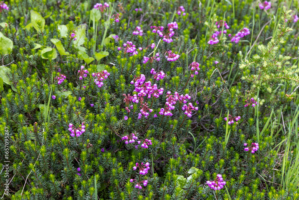 Fototapeta premium field of pink flowers