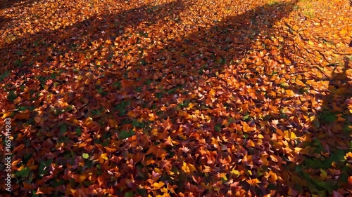 Overhead bird’s-eye pan across an even layer of colorful autumn leaves