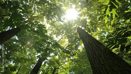 sun rays filtering through dense forest canopy, lens flare