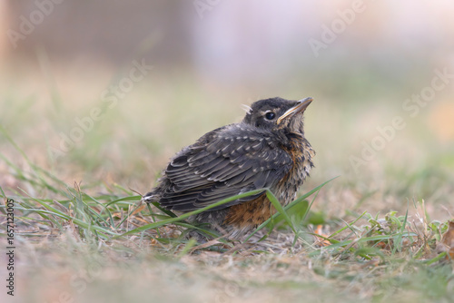 Side view of cute fledgling American robin Turdus migratorius sitting in the grass waiting for its parents to deliver a meal in a suburban park in southern Ontario Canada