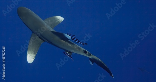 Tableau sur toile Longimanus, the longfin mako shark, swimming underwater with remora fish attache