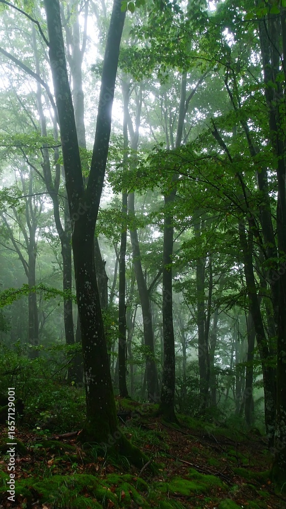 Fototapeta premium Misty forest scene (1)