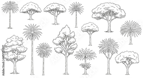 Engraving Sketch Black and White Hand-Drawn Collection of Exotic Tropical Trees