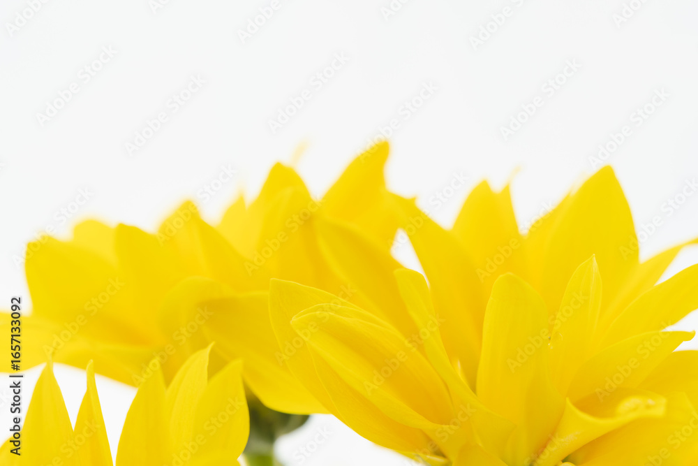 Fototapeta premium 黄色のスプレー菊の花を白背景でマクロ撮影06