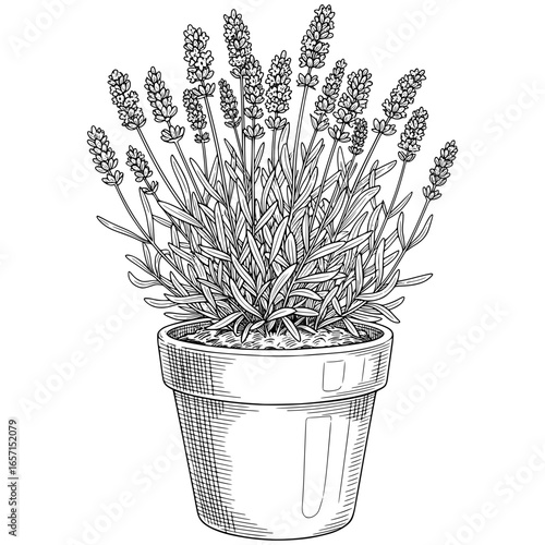 Potted Lavender Plant with Hand-drawn Style