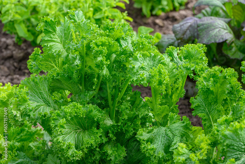Fresh green mustard leaves growing in the garden, organic curly mustard greens close up, healthy leafy vegetable, raw salad ingredient, natural texture background for healthy food diet and agriculture