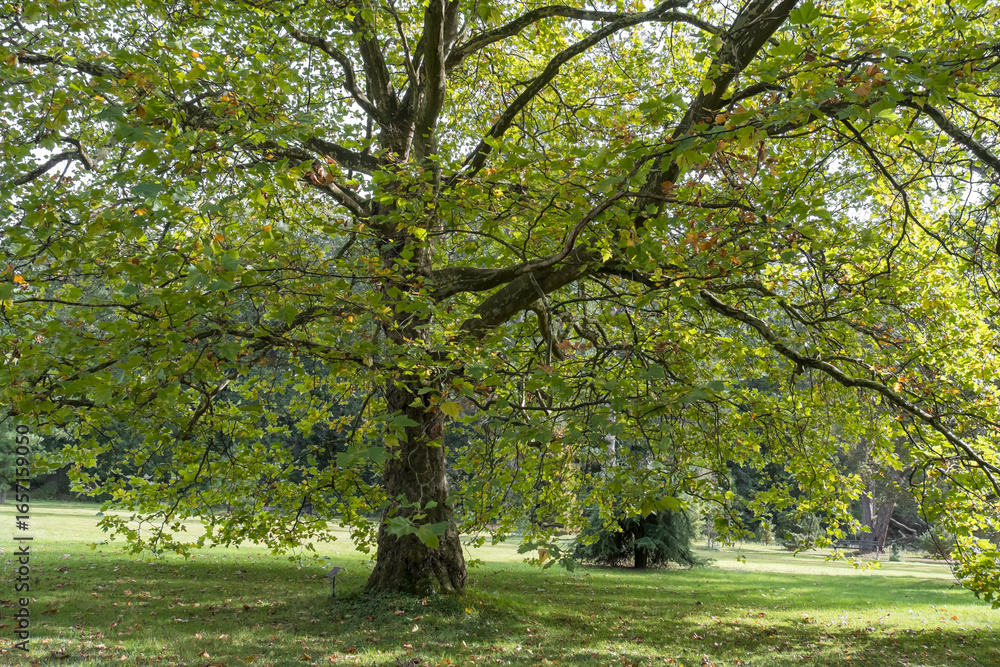 Naklejka premium Morgenländische Platane oder Orientalische Platane (Platanus orientalis)