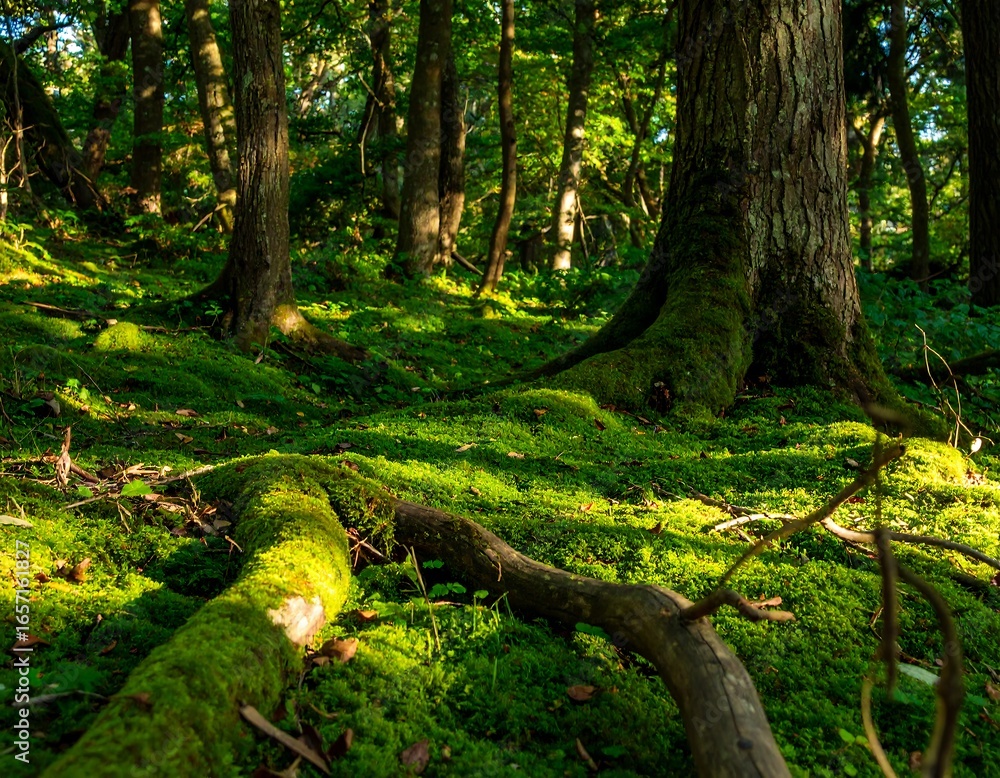 Fototapeta premium Lush forest floor covered in moss