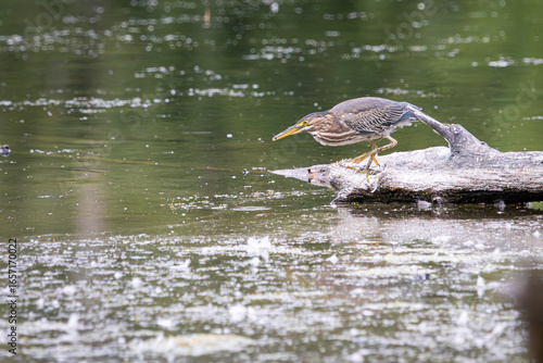 Obraz na plátně A Green Heron hunting for food from a tree in the water