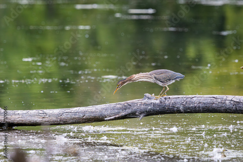 Fotografie A Green Heron hunting for food from a tree in the water