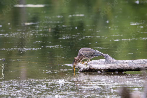 Fototapeta A Green Heron hunting for food from a tree in the water