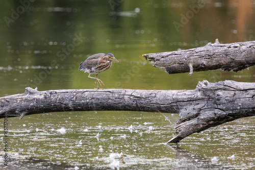 Obraz na plátně A Green Heron walking across a floating log in a lake