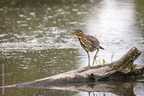 Fototapeta A Green Heron walking across a floating log in a lake