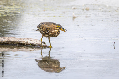 Obraz na plátně A Green Heron with a small fish in its mouth while standing on a floating log in