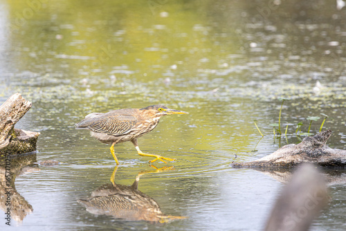Fotografie A Green Heron walking across a floating log in a lake